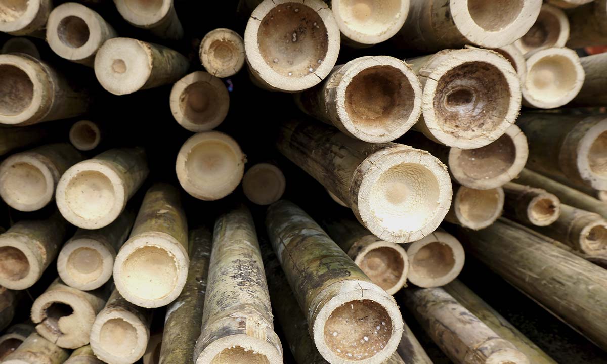 Bambus rør der ligger i stak