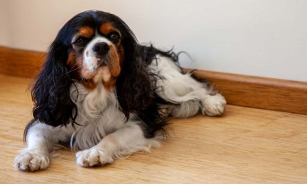 Bambus gulve er rengøringsvenlige og tåler kæledyr