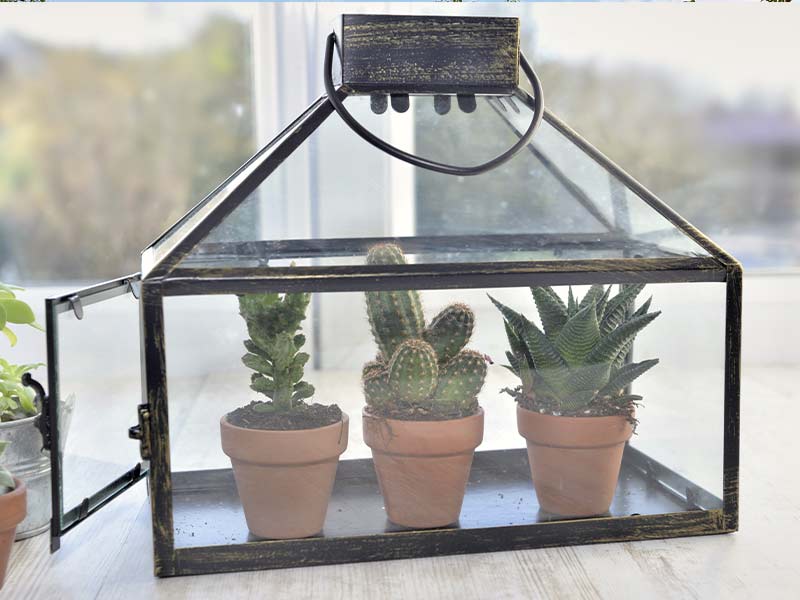 Minidrivhus med kaktus