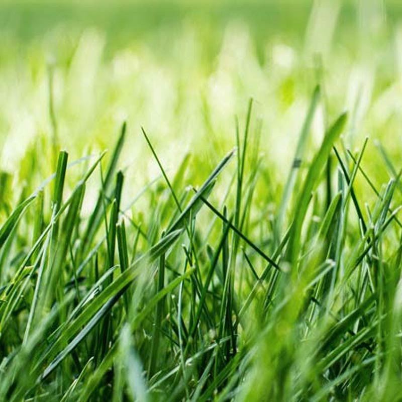 Græsplæne inden plæneklipper