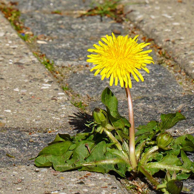 Mælkebøtte mellem fliser