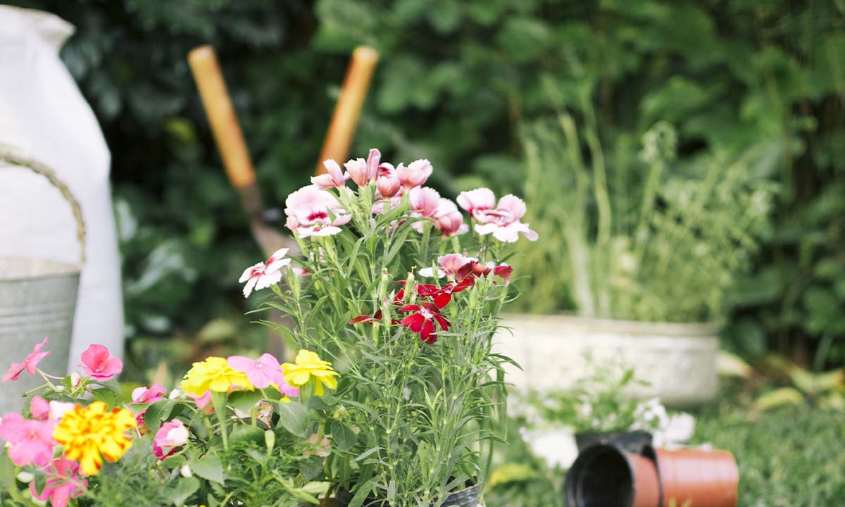 Blomster og jord i Bygma plantecenter