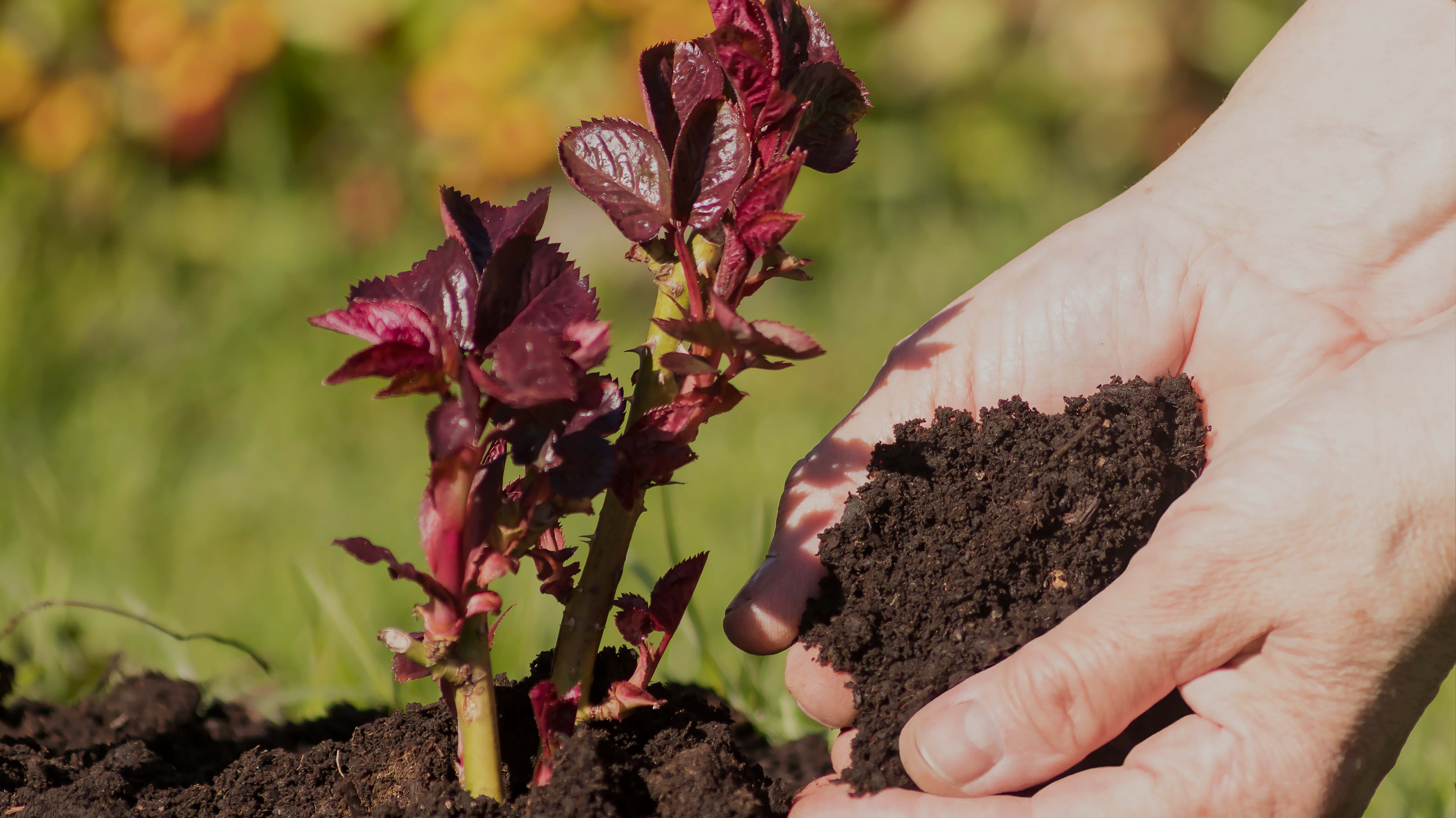Gødning til roser, blomster og planter