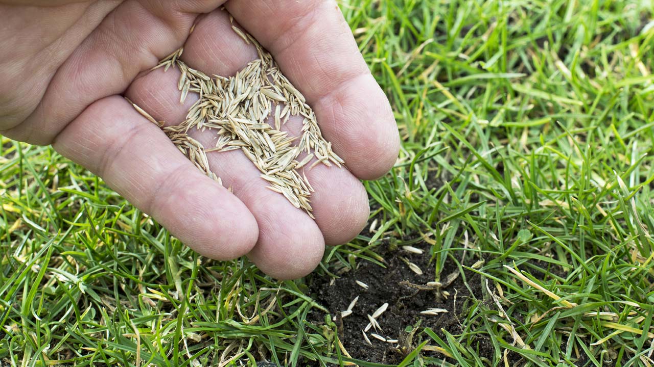 Gødning og frø til græsplæne