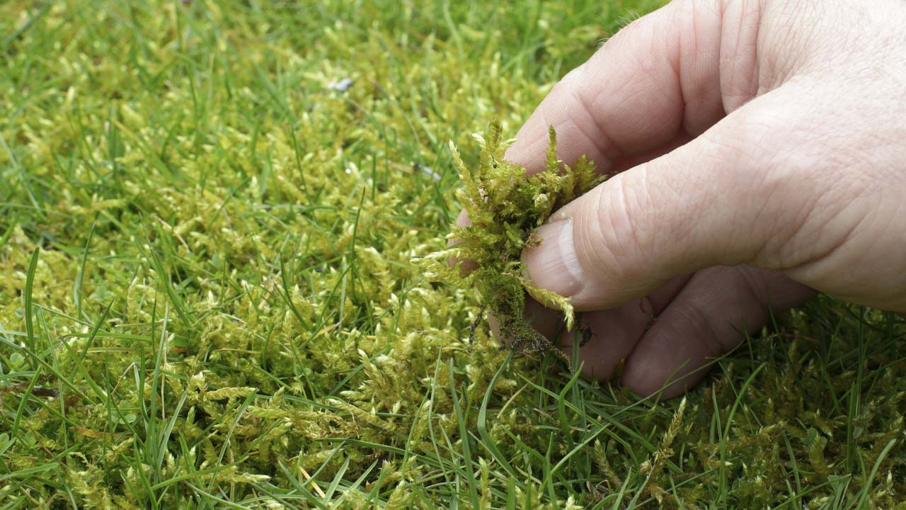 Kalk og frø bekæmper også mos i græsplænen